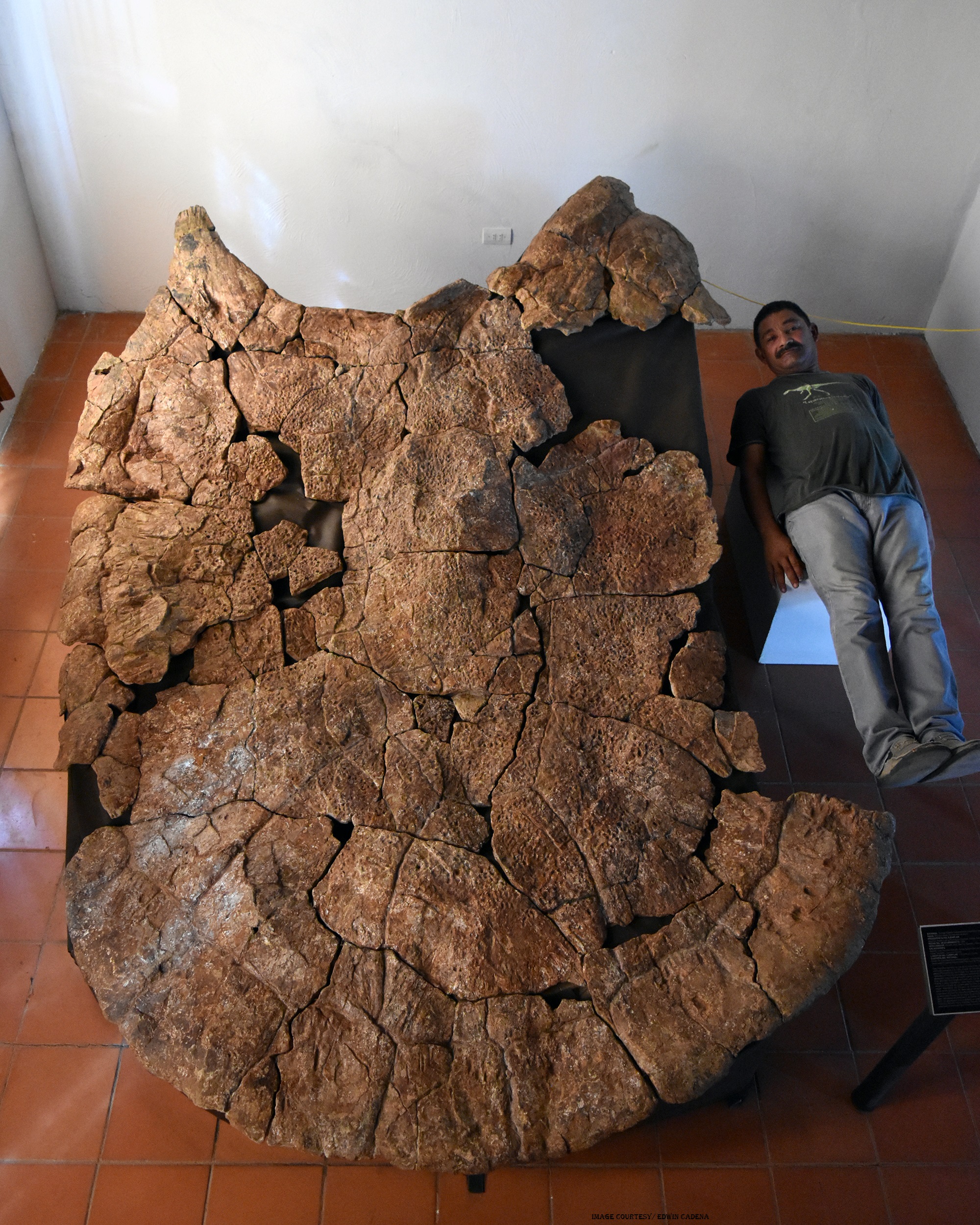 Remains of Stupendemys geographicus, the Giant Turtle, Unearthed in South America