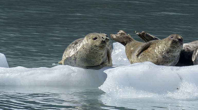 Climate change causes marine mammal to be infected by a deadly virus in