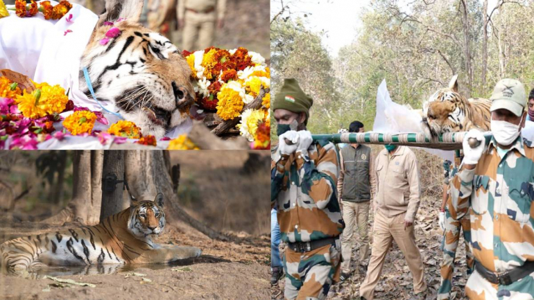 Pench Queen Collarwali Tiger Funeral Photos Going Viral With Respect