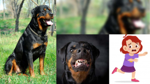 Two Rottweiler Dogs Attacked Girl Aged 5