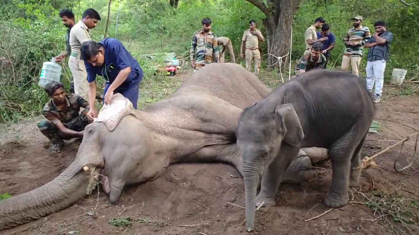 Mother Elephant Returns To Forest