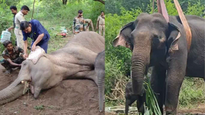Forest Department Rescues A Mother Elephant