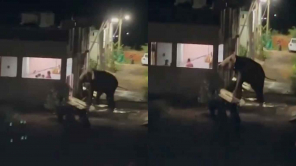 Elephant Attack In Coimbatore