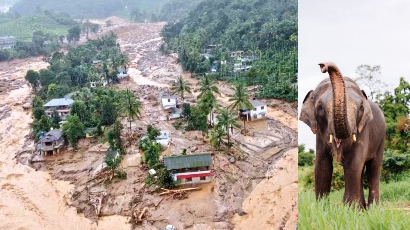 Wayanad Elephant Story: Unexpected Rescue in Kerala Landslides